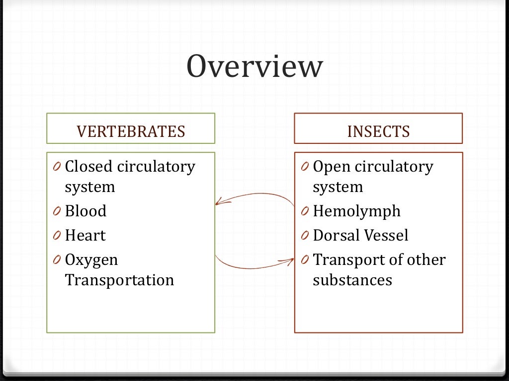 Summary on Insect Circulatory System