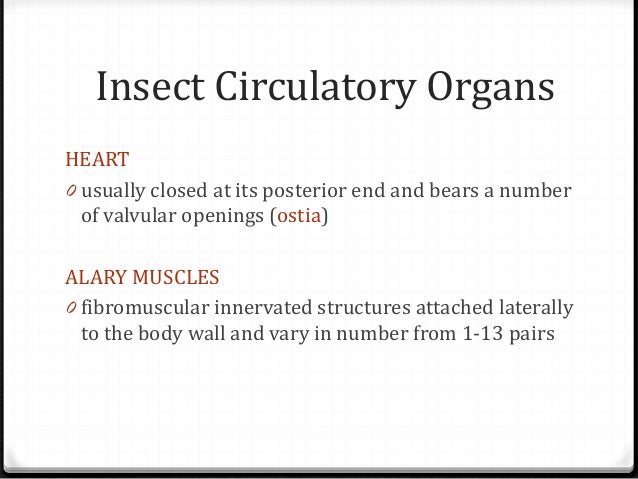 Summary on Insect Circulatory System