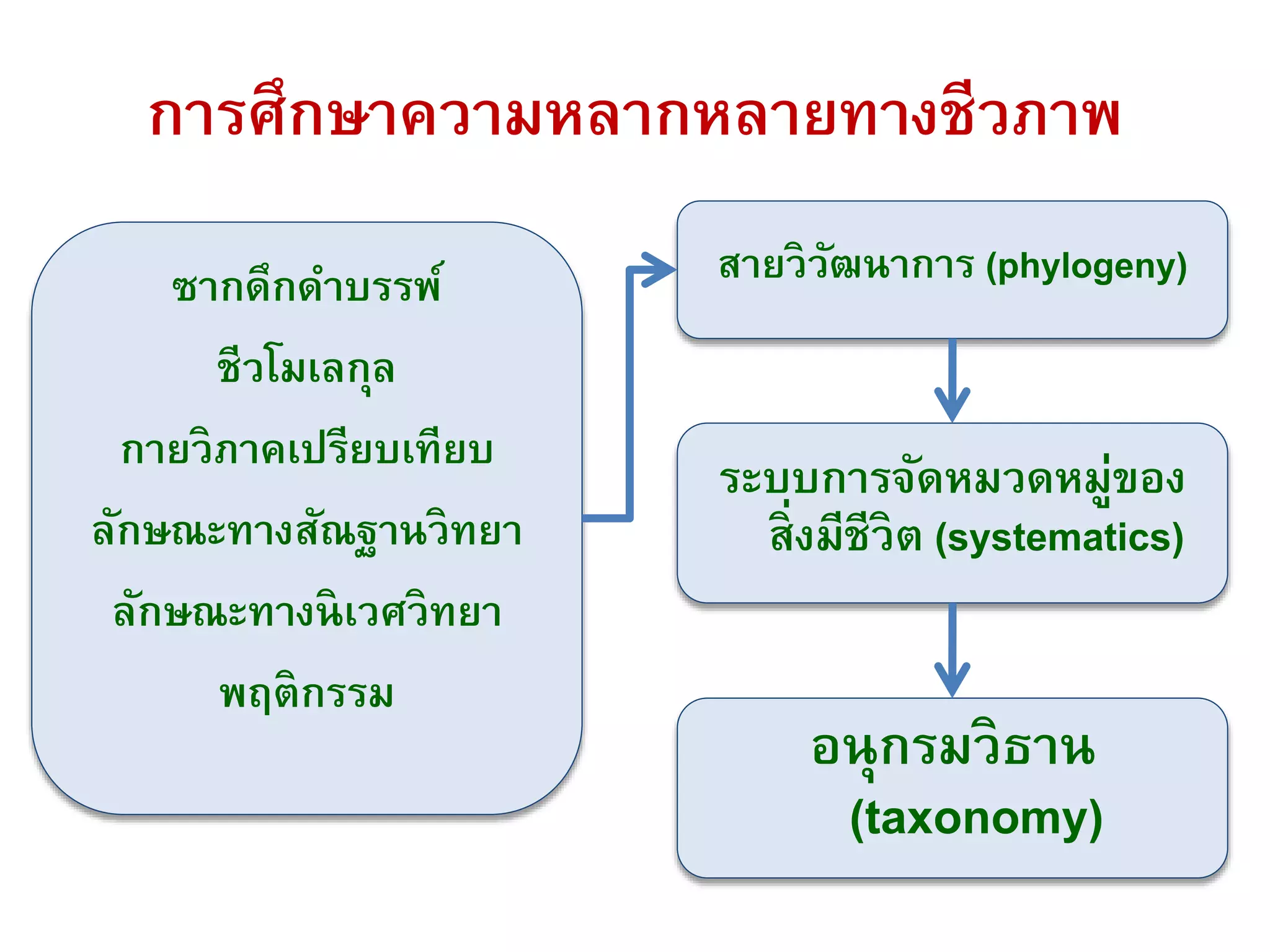 การศึกษาความหลากหลายทางชีวภาพ
ซากดึกดาบรรพ์
ชีวโมเลกุล
กายวิภาคเปรียบเทียบ
ลักษณะทางสัณฐานวิทยา
ลักษณะทางนิเวศวิทยา
พฤติกรรม
สายวิวัฒนาการ (phylogeny)
ระบบการจัดหมวดหมู่ของ
สิ่งมีชีวิต (systematics)
อนุกรมวิธาน
(taxonomy)
 