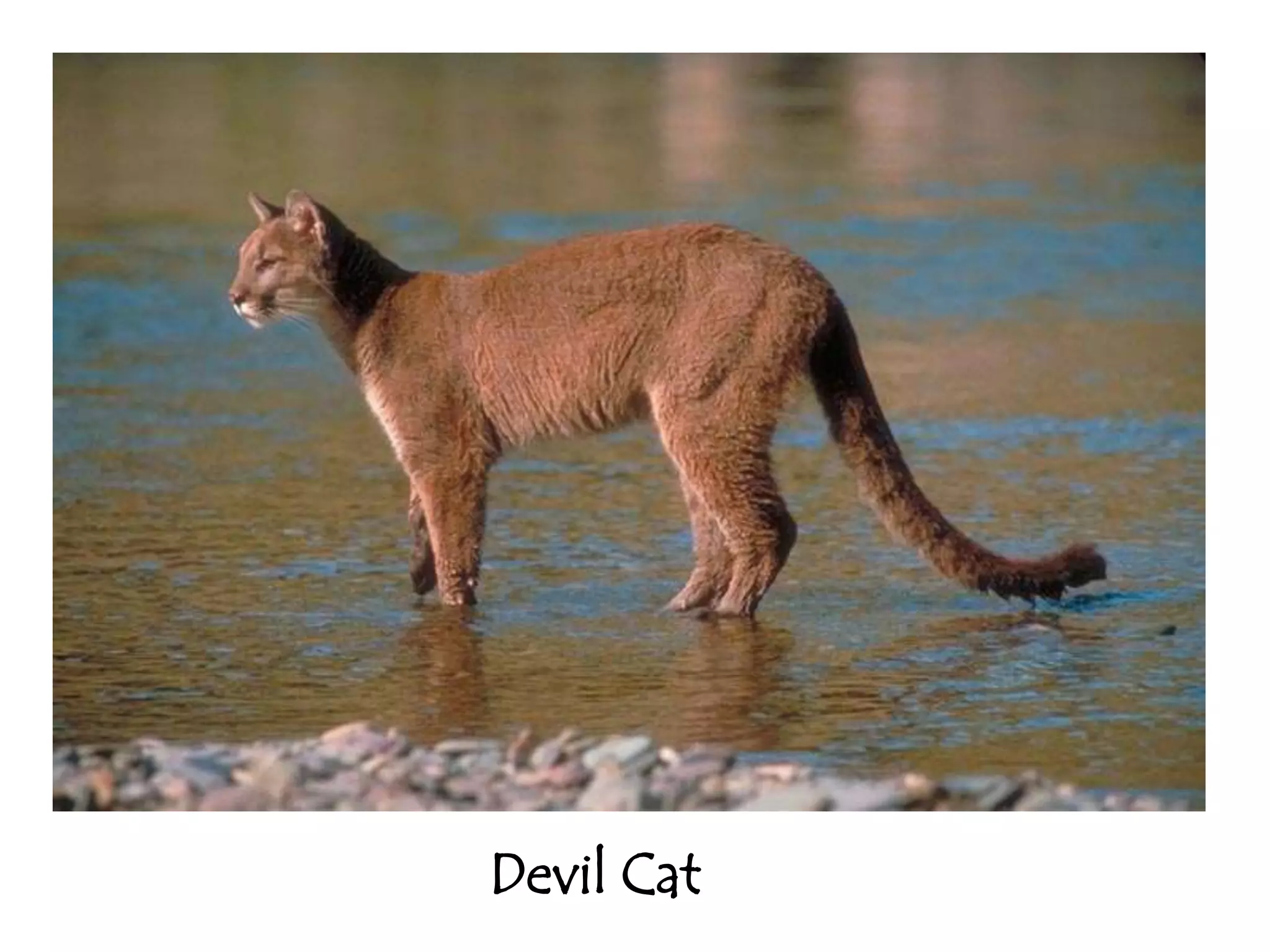 Devil Cat
 