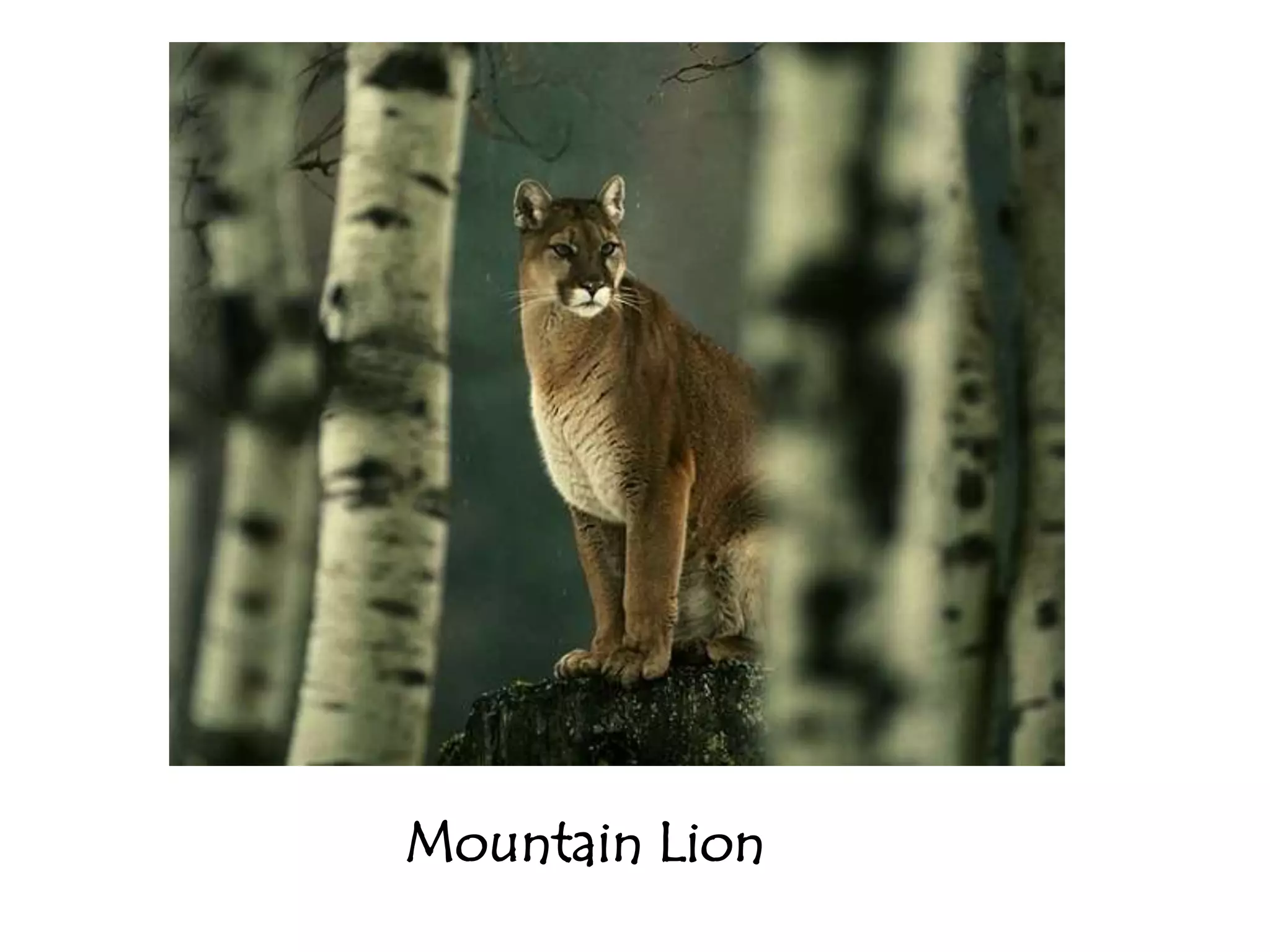 Mountain Lion
 