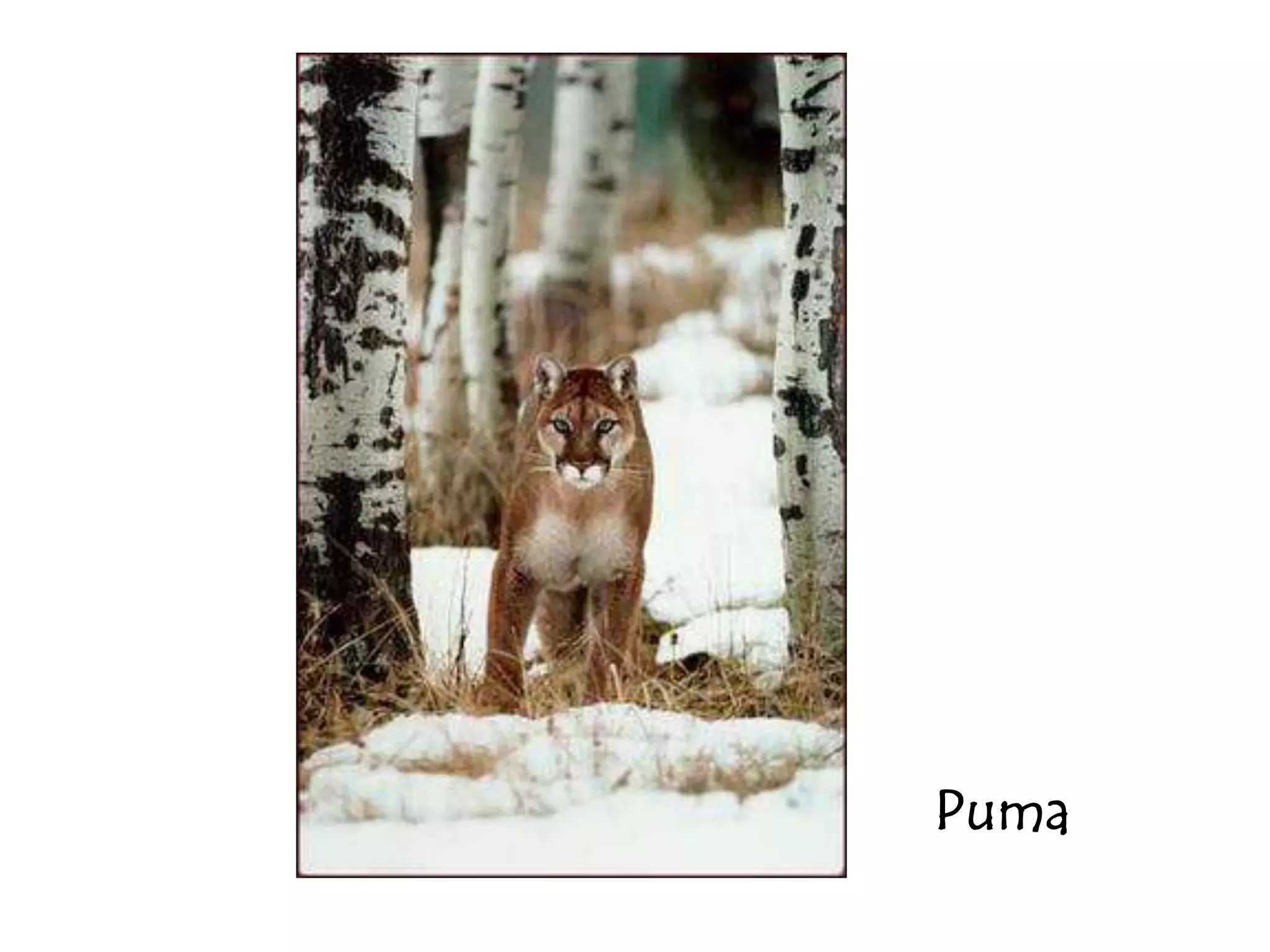 Puma
 