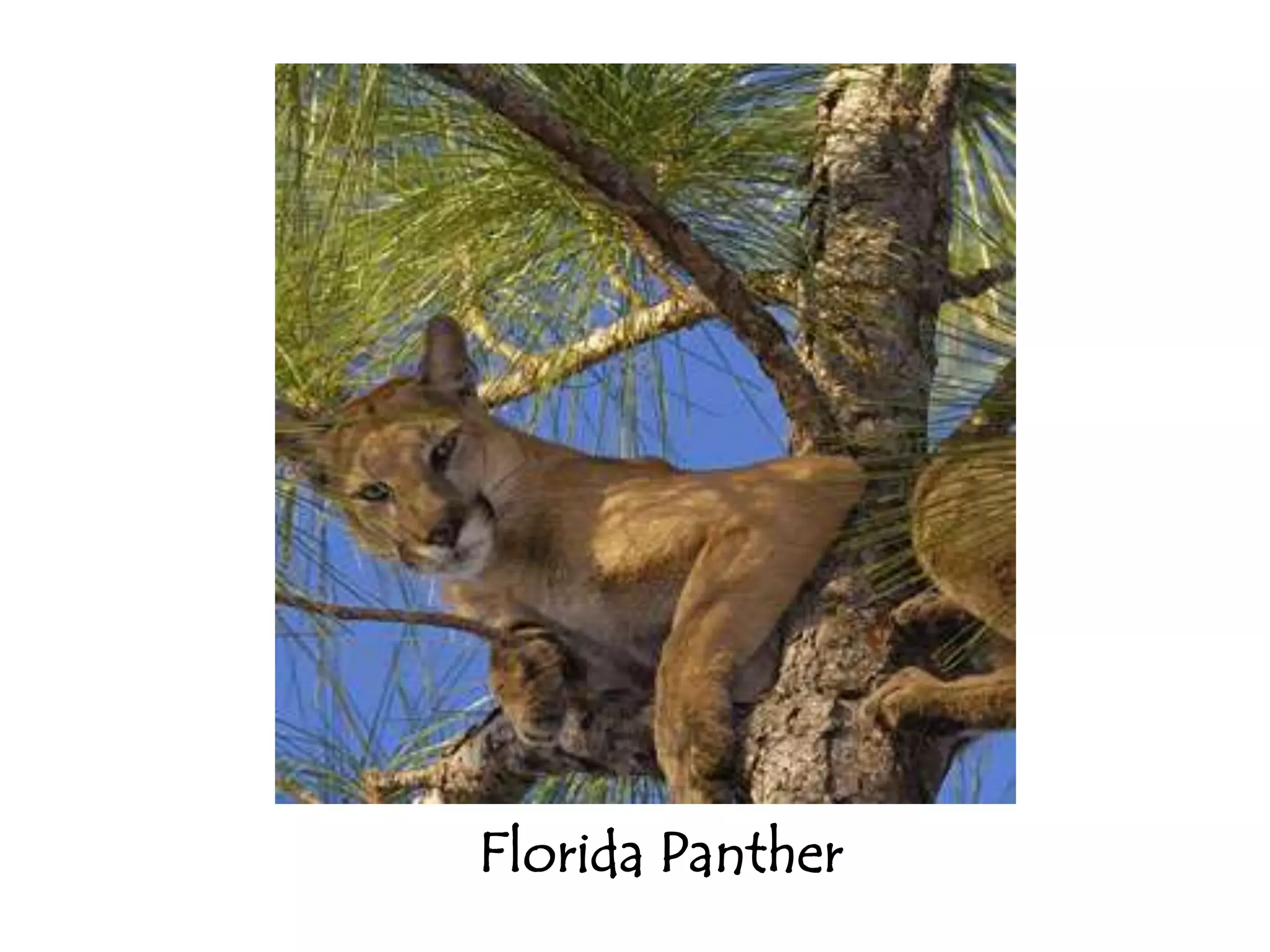 Florida Panther
 
