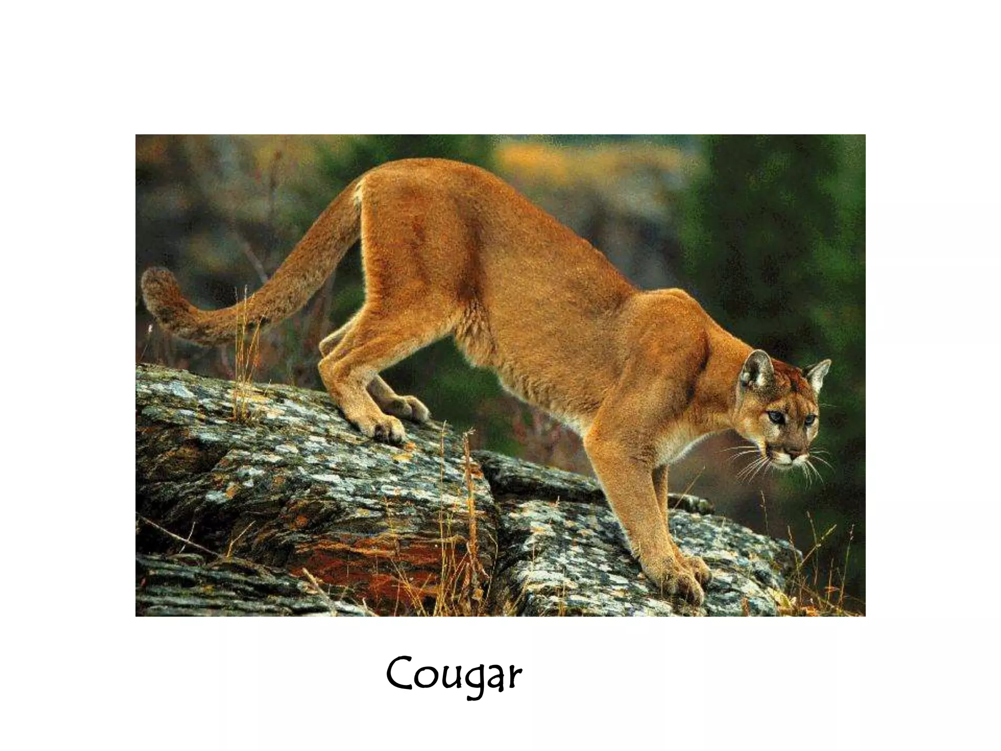 Cougar
 