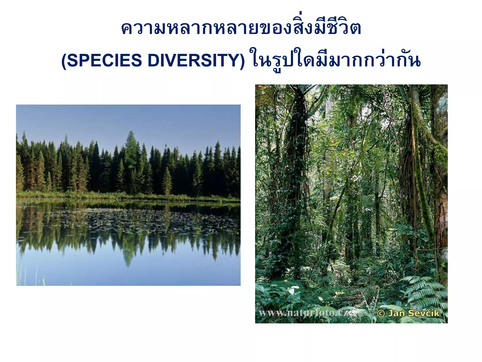 ความหลากหลายของสิ่งมีชีวิต
(SPECIES DIVERSITY) ในรูปใดมีมากกว่ากัน
 
