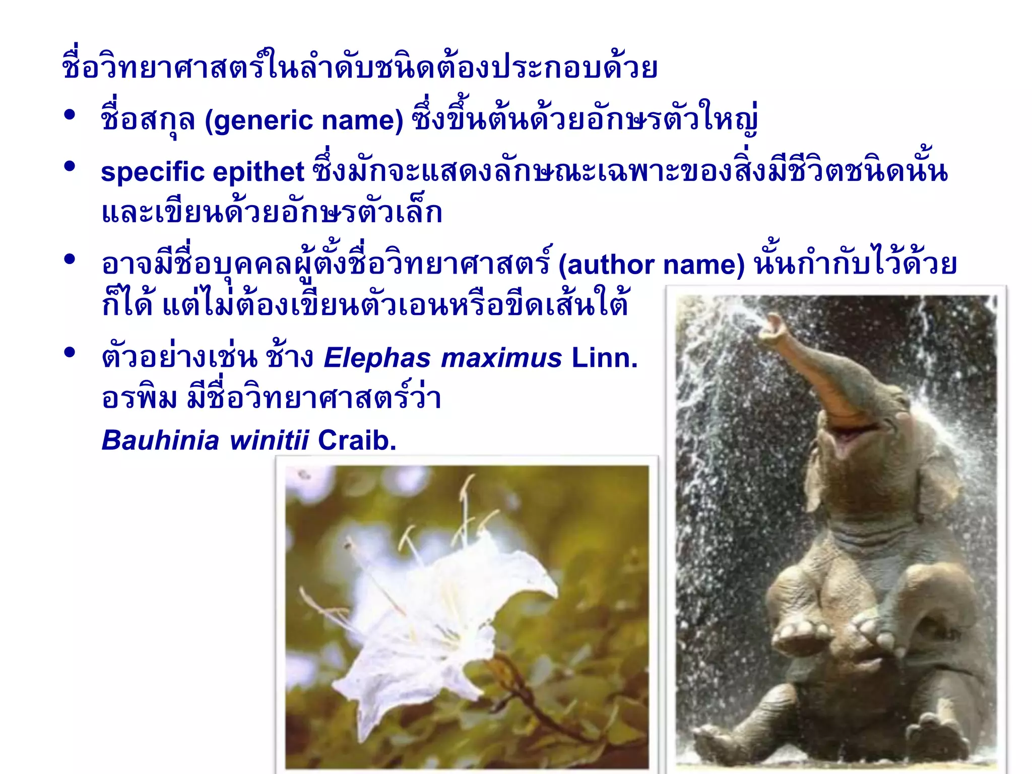 ชื่อวิทยาศาสตร์ในลาดับชนิดต้องประกอบด้วย
• ชื่อสกุล (generic name) ซึ่งขึ้นต้นด้วยอักษรตัวใหญ่
• specific epithet ซึ่งมักจะแสดงลักษณะเฉพาะของสิ่งมีชีวิตชนิดนั้น
และเขียนด้วยอักษรตัวเล็ก
• อาจมีชื่อบุคคลผู้ตั้งชื่อวิทยาศาสตร์(author name) นั้นกากับไว้ด้วย
ก็ได้ แต่ไม่ต้องเขียนตัวเอนหรือขีดเส้นใต้
• ตัวอย่างเช่น ช้าง Elephas maximus Linn.
อรพิม มีชื่อวิทยาศาสตร์ว่า
Bauhinia winitii Craib.
 