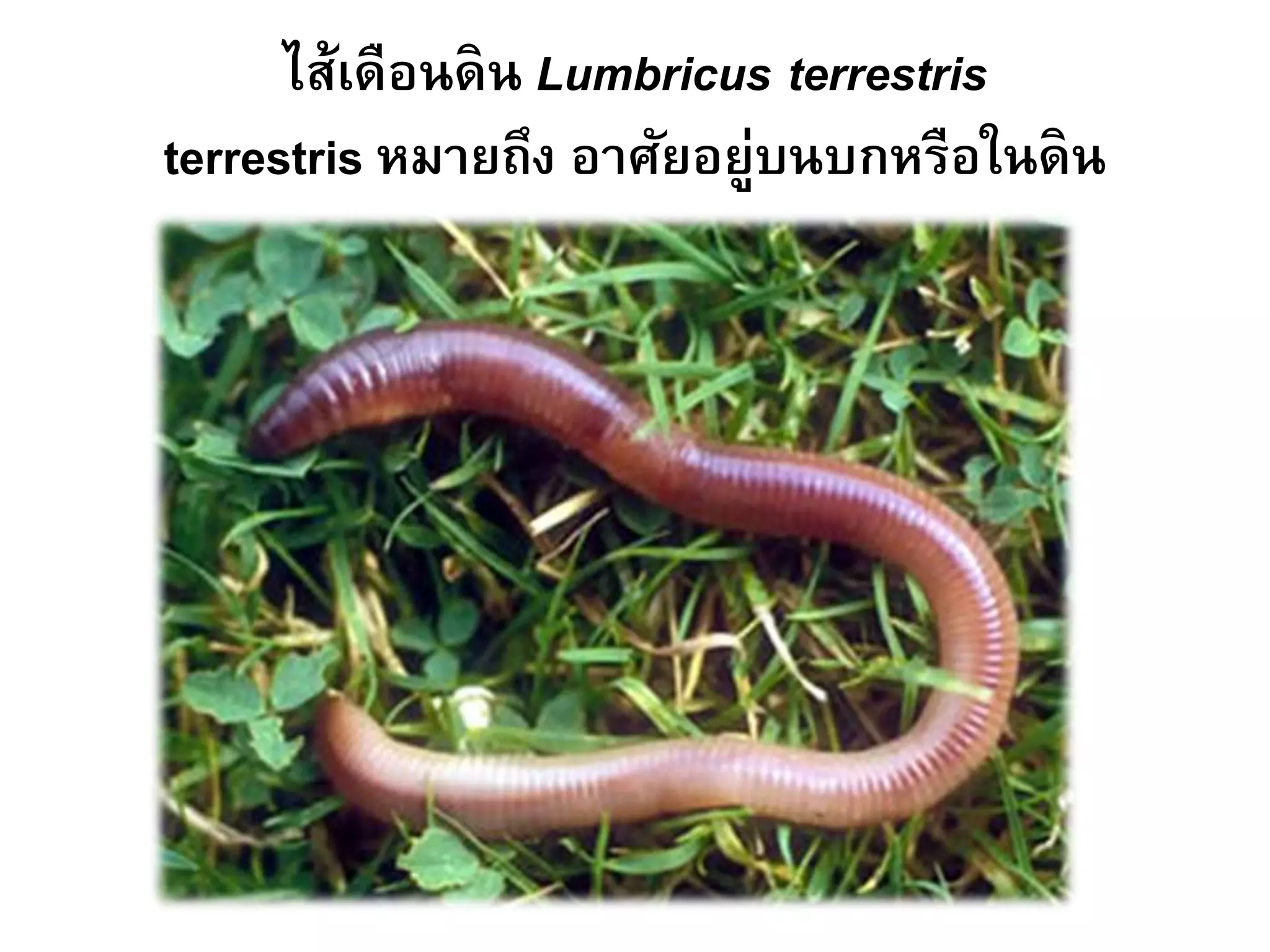 ไส้เดือนดิน Lumbricus terrestris
terrestris หมายถึง อาศัยอยู่บนบกหรือในดิน
 
