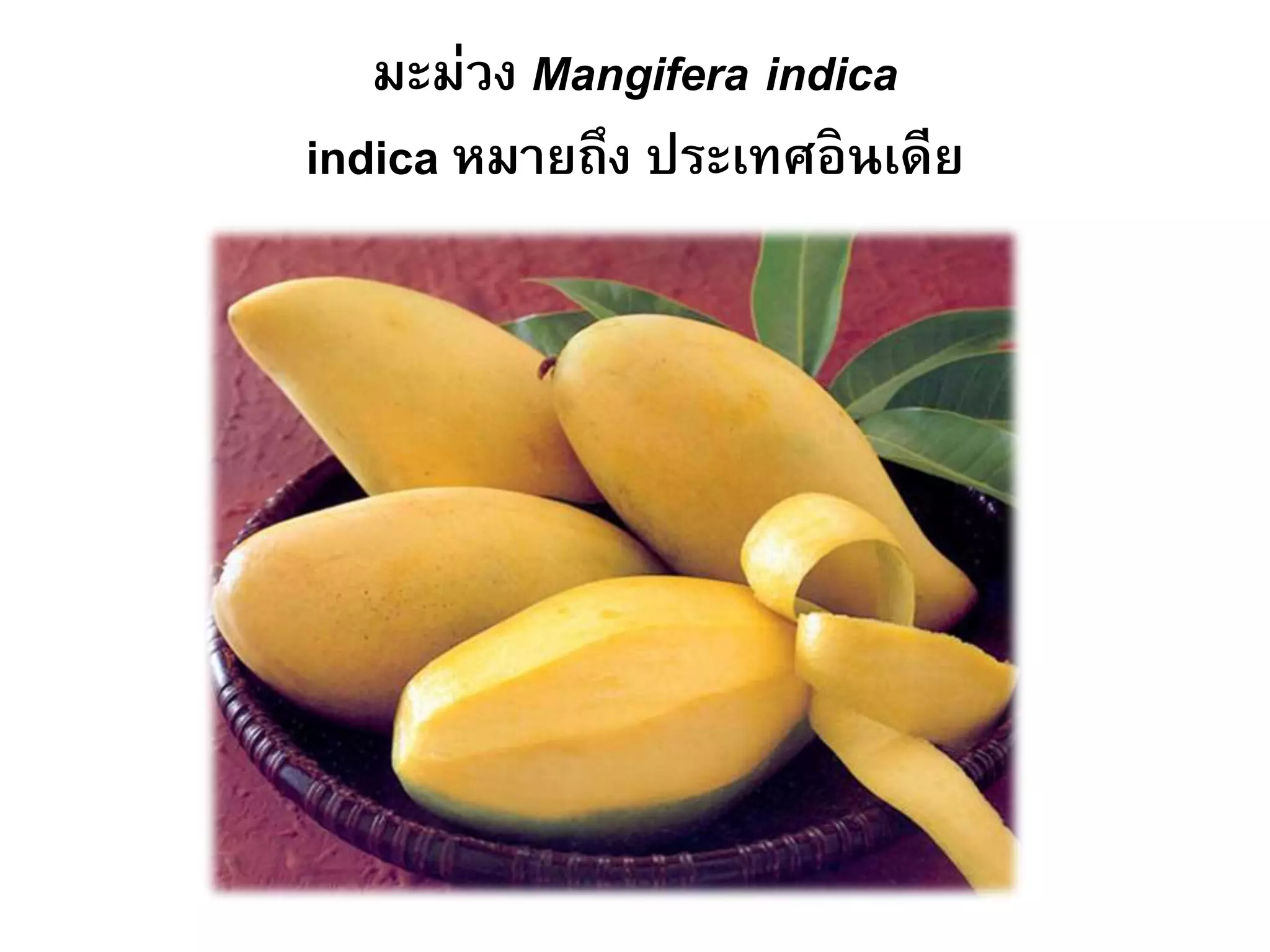 มะม่วง Mangifera indica
indica หมายถึง ประเทศอินเดีย
 