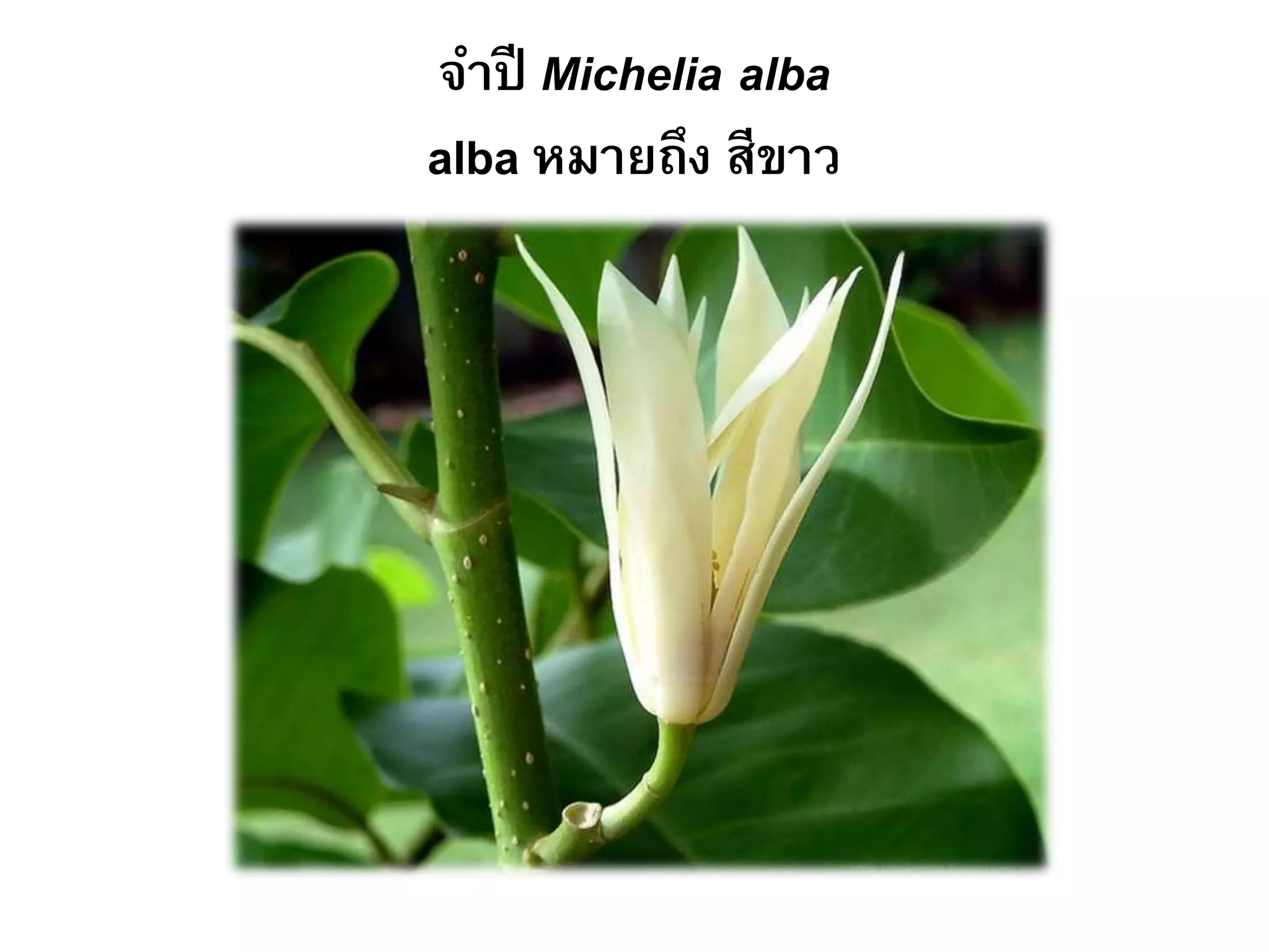 จาปี Michelia alba
alba หมายถึง สีขาว
 