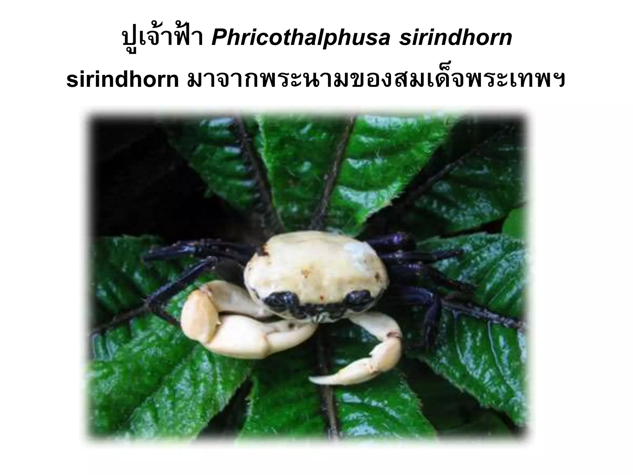 ปูเจ้าฟ้ า Phricothalphusa sirindhorn
sirindhorn มาจากพระนามของสมเด็จพระเทพฯ
 