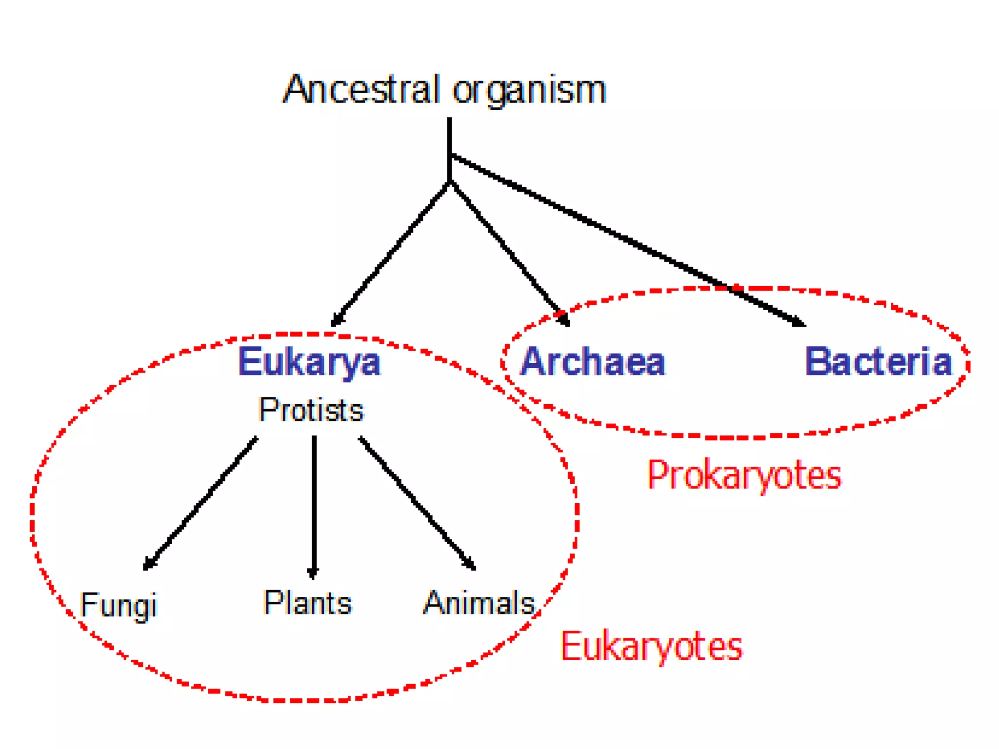 10 intro-taxonomy
