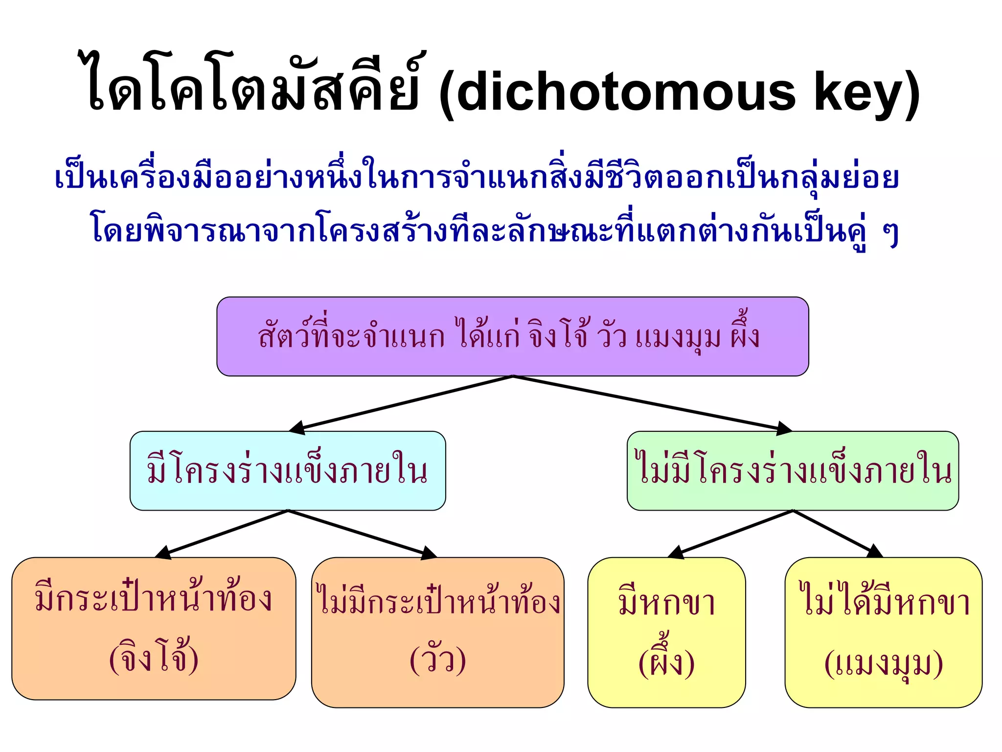 ไดโคโตมัสคีย์ (dichotomous key)
เป็นเครื่องมืออย่างหนึ่งในการจาแนกสิ่งมีชีวิตออกเป็นกลุ่มย่อย
โดยพิจารณาจากโครงสร้างทีละลักษณะที่แตกต่างกันเป็นคู่ ๆ
สัตว์ที่จะจำแนก ได้แก่ จิงโจ้วัว แมงมุม ผึ้ง
มีโครงร่ำงแข็งภำยใน ไม่มีโครงร่ำงแข็งภำยใน
มีกระเป๋ ำหน้ำท้อง
(จิงโจ้)
มีหกขำ
(ผึ้ง)
ไม่มีกระเป๋ ำหน้ำท้อง
(วัว)
ไม่ได้มีหกขำ
(แมงมุม)
 