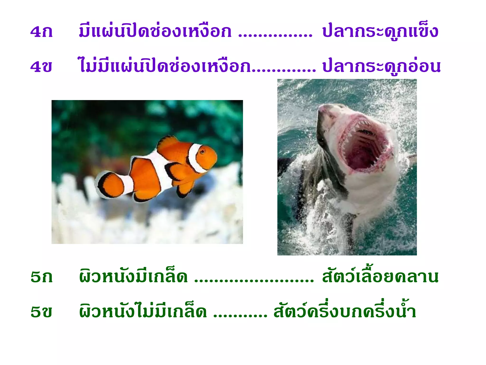 4ก มีแผ่นปิ ดช่องเหงือก ............... ปลากระดูกแข็ง
4ข ไม่มีแผ่นปิ ดช่องเหงือก............. ปลากระดูกอ่อน
5ก ผิวหนังมีเกล็ด ........................ สัตว์เลื้อยคลาน
5ข ผิวหนังไม่มีเกล็ด ........... สัตว์ครึ่งบกครึ่งน้า
 
