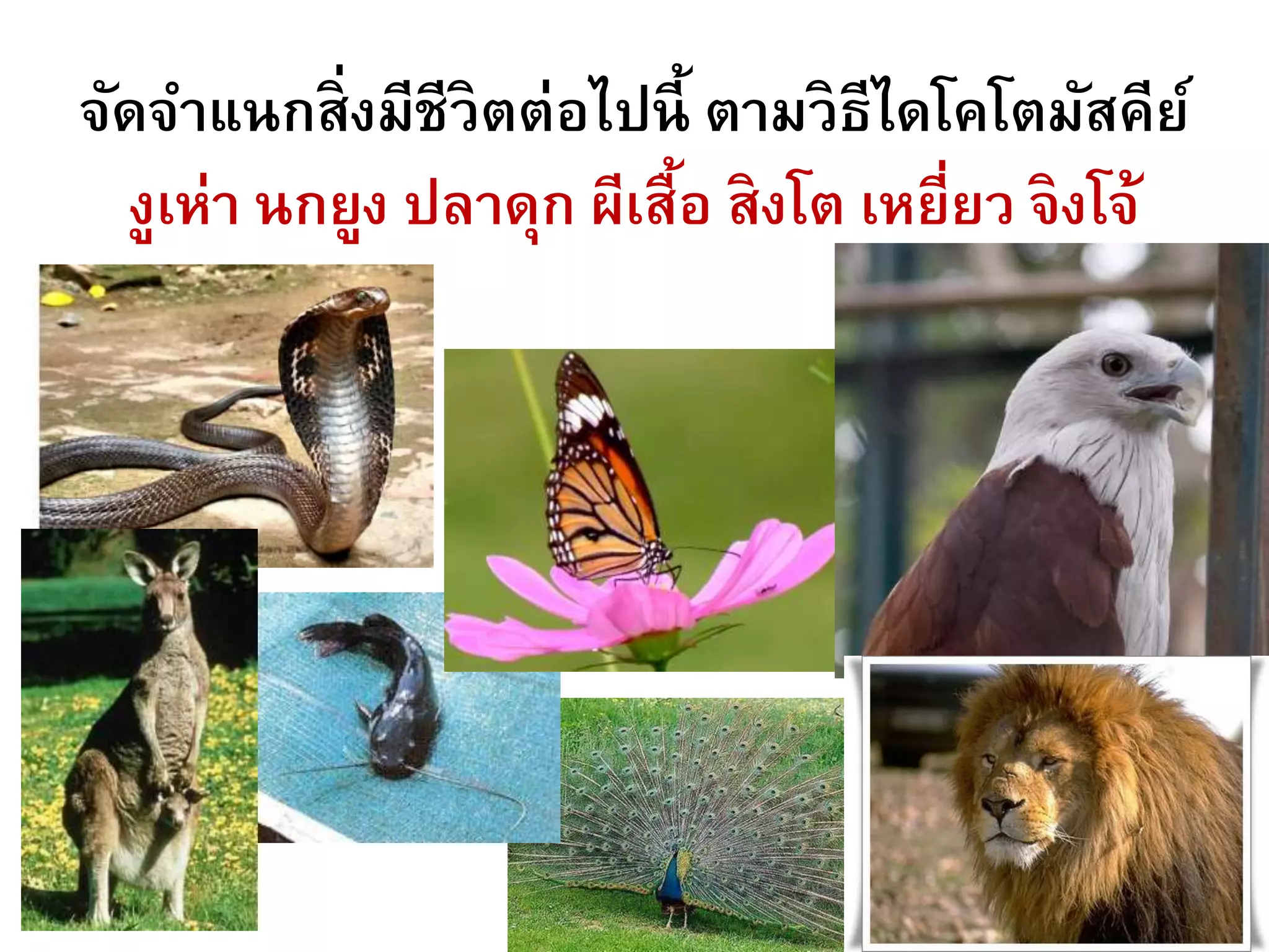 จัดจาแนกสิ่งมีชีวิตต่อไปนี้ ตามวิธีไดโคโตมัสคีย์
งูเห่า นกยูง ปลาดุก ผีเสื้อ สิงโต เหยี่ยว จิงโจ้
 