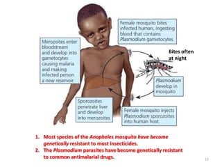 15
1. Most species of the Anopheles mosquito have become
genetically resistant to most insecticides.
2. The Plasmodium parasites have become genetically resistant
to common antimalarial drugs.
Bites often
at night
 