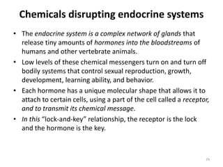 Chemicals disrupting endocrine systems
• The endocrine system is a complex network of glands that
release tiny amounts of hormones into the bloodstreams of
humans and other vertebrate animals.
• Low levels of these chemical messengers turn on and turn off
bodily systems that control sexual reproduction, growth,
development, learning ability, and behavior.
• Each hormone has a unique molecular shape that allows it to
attach to certain cells, using a part of the cell called a receptor,
and to transmit its chemical message.
• In this “lock-and-key” relationship, the receptor is the lock
and the hormone is the key.
29
 