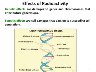 47
Genetic effects are damages to genes and chromosomes that
affect future generations.
Somatic effects are cell damages that pass on to succeeding cell
generations.
Effects of Radioactivity
 