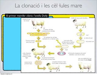 La clonació i les cèl·lules mare
           El primer mamífer clònic: l’ovella Dolly
                                                                                                                   Ovella de raça scotish blackface
                             Ovella de raça
                              ﬁnn dorset




                                                         Es retiren cèl·lules
                                                       mamàries d’una mamella


                                                                                                                                                  òvul
                                                          Es mantenen les cèl·lules                                                         es retira el nucli
                                                        mamàries en un medi de cultiu
                                   Cèl·lula mamària                                                unió de les dues
                                                                                                                                                  òvul sense nucli
                                   amb el seu nucli                                           cèl·lules amb un estímul
                                                                                               elèctric (electrofusió)



                                                                                                     fusió

                             cultiu d’aquesta                                                                cèl·lula amb citoplasma de scotish
                              cèl·lula en un                                                                   blackface i nucli de ﬁnn dorset
                             oviducte d’ovella
                                   lligat              recuperació de l’embrió
                                                                                                                                neix una ovella de la raça
                                                      en les seves primeres fases
                                                                                                                                ﬁnn dorset (l’ovella Dolly)
                                 embrió en les                             s’implanta l’embrió a l’úter
                                 primeres fases                            d’una ovella col·laboradora




dimarts 2 d’abril de 13
 