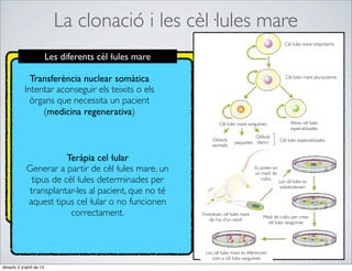 La clonació i les cèl·lules mare
                                                                                                      Cèl·lules mare totipotents

                          Les diferents cèl·lules mare

              Transferència nuclear somàtica                                                          Cèl·lules mare pluripotents

            Intentar aconseguir els teixits o els
              òrgans que necessita un pacient
                 (medicina regenerativa)
                                                                  Cèl·lules mare sanguínies              Altres cèl·lules
                                                                                                         especialitzades
                                                                                    Glòbuls
                                                              Glòbuls                              Cèl·lules especialitzades
                                                                          plaquetes blancs
                                                              vermells

                        Teràpia cel·lular
             Generar a partir de cèl·lules mare, un                                  Es posen en
                                                                                     un medi de
              tipus de cèl·lules determinades per                                       cultiu
                                                                                                   Les cèl·lules es
                                                                                                    subdivideixen
             transplantar-les al pacient, que no té
             aquest tipus cel·lular o no funcionen
                         correctament.                   S’extreuen cèl·lules mare
                                                                                         Medi de cultiu per crear
                                                             de l’os d’un ratolí
                                                                                           cèl·lules sanguínies




                                                           Les cèl·lules mare es diferencien
                                                              com a cèl·lules sanguínies
dimarts 2 d’abril de 13
 