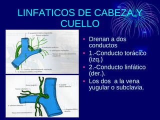 LINFATICOS DE CABEZA Y CUELLO Drenan a dos conductos  1.-Conducto torácico (izq.) 2.-Conducto linfático (der.). Los dos  a la vena yugular o subclavia. 
