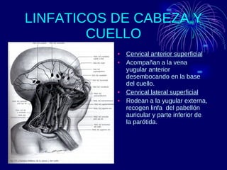 LINFATICOS DE CABEZA Y CUELLO Cervical anterior superficial Acompañan a la vena yugular anterior desembocando en la base del cuello. Cervical lateral superficial Rodean a la yugular externa, recogen linfa  del pabellón auricular y parte inferior de la parótida. 