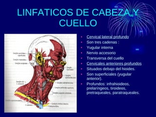 LINFATICOS DE CABEZA Y CUELLO Cervical lateral profundo Son tres cadenas : Yugular interna Nervio accesorio Transversa del cuello Cervicales anteriores profundos Situados debajo del hioides. Son superficiales (yugular anterior). Profundos: infrahioideos, prelaríngeos, tiroideos, pretraqueales, paratraqueales.  