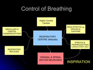 Control of Breathing RESPIRATORY CENTRE (Medulla) MEDULLARY & CAROTID  CHEMORECEPTORS Higher Control  Centres  RESPIRATORY REFLEXES DRUG EFFECTS e.g. OPIATES &  CAFFEINE CRANIAL & SPINAL MOTOR NEURONES STRETCH &  PROPRIOCEPTORS LUNGS & CHEST WALL INSPIRATION 