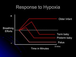 Response to Hypoxia Breathing  Efforts + - Time in Minutes Older Infant Fetus Preterm baby Term baby 5 mins 