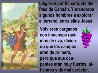 Llegaron por fin cerquita del
País de Canaán. Y mandaron
algunos hombres a explorar
el terreno, entre ellos Josué.
Volvieron cargados
con inmensos raci-
mos de uva, dicien-
do que los campos
eran de primera,
pero que sus ocu-
pantes eran muy fuertes, al-
tísimos y de mal carácter.
 