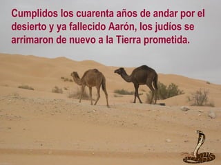 Cumplidos los cuarenta años de andar por el
desierto y ya fallecido Aarón, los judíos se
arrimaron de nuevo a la Tierra prometida.
 