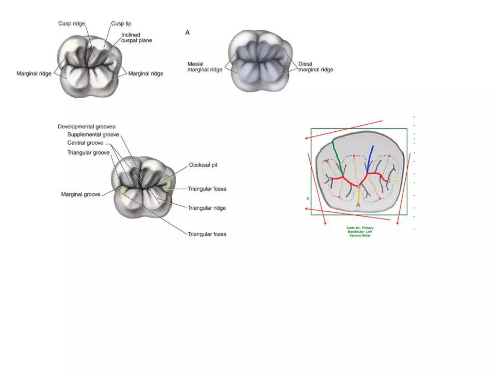 10 maxillary ( first , second , third ) molars . | PPTX