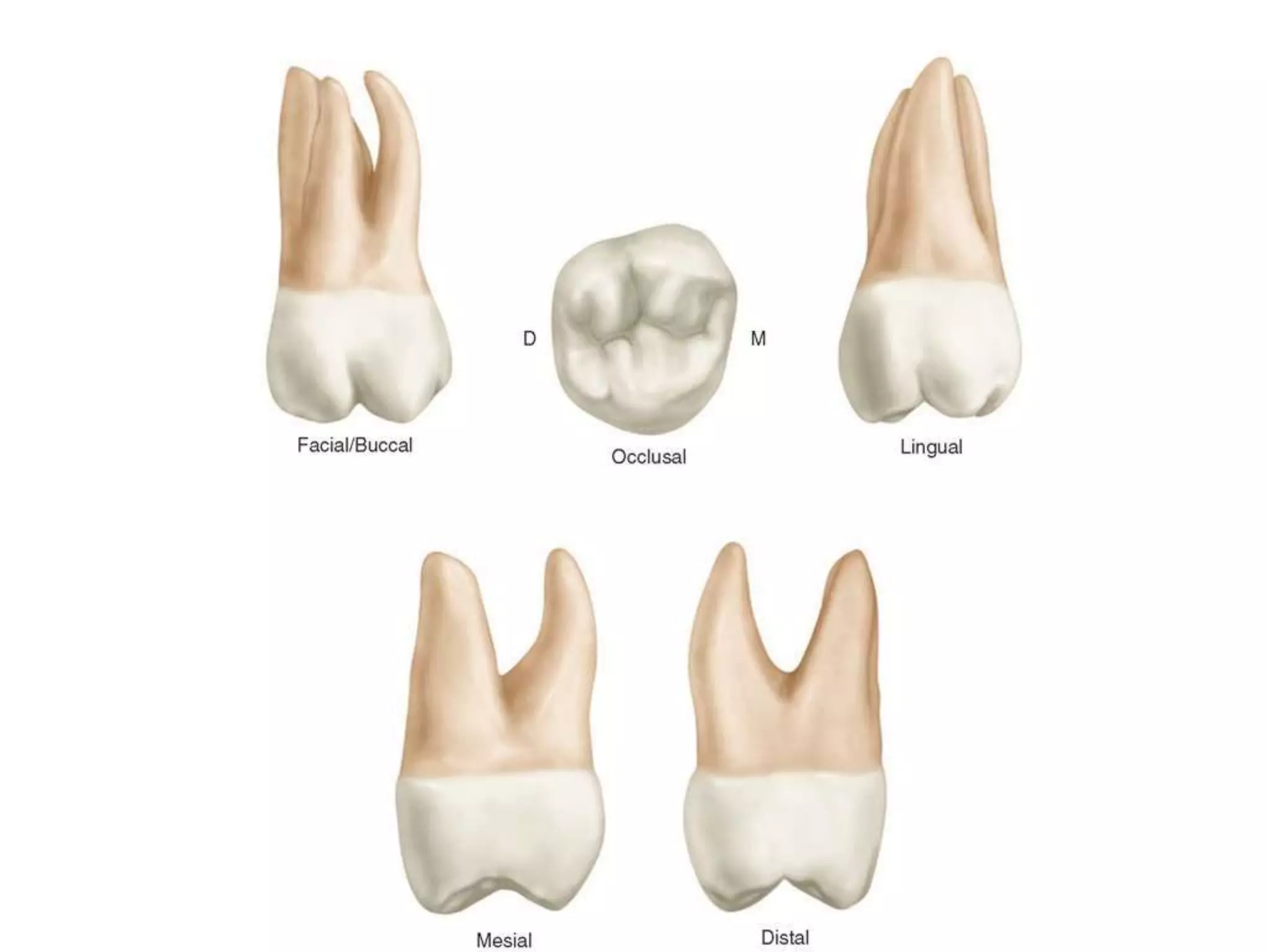 10 maxillary ( first , second , third ) molars . | PPTX