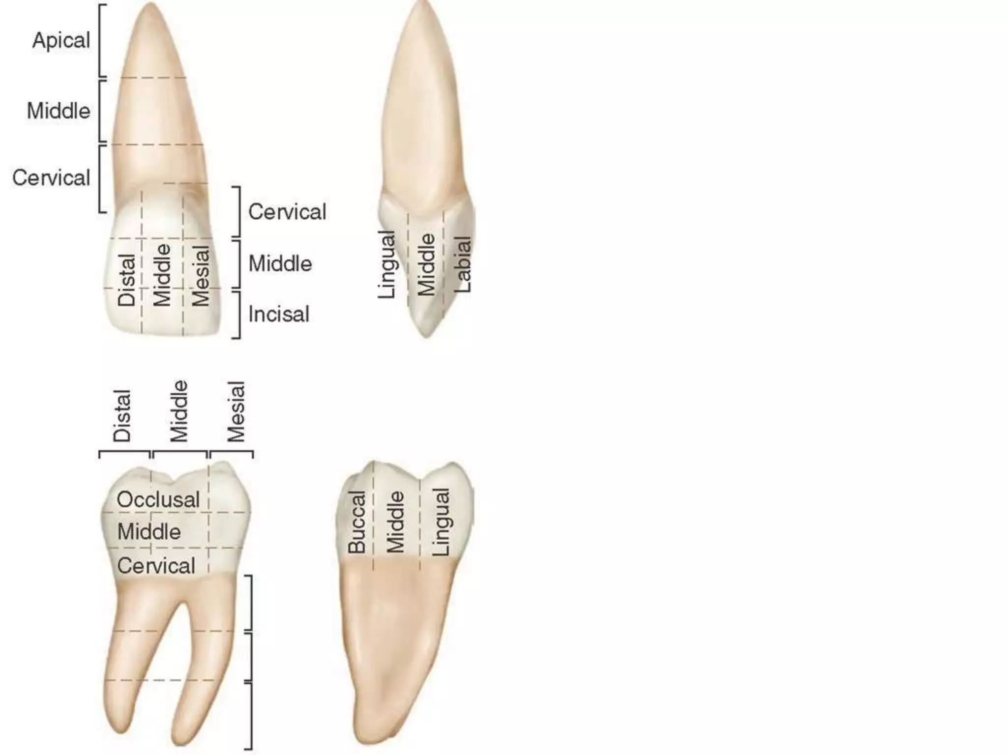 10 maxillary ( first , second , third ) molars . | PPTX
