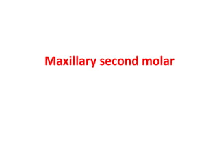10 maxillary ( first , second , third ) molars . | PPTX