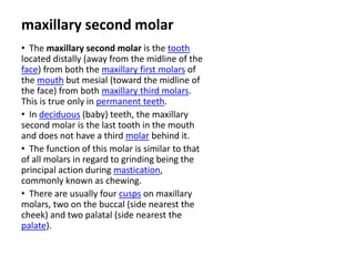 10 maxillary ( first , second , third ) molars . | PPTX