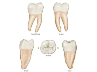 10 maxillary ( first , second , third ) molars . | PPTX