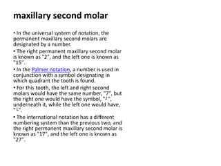 10 maxillary ( first , second , third ) molars . | PPTX