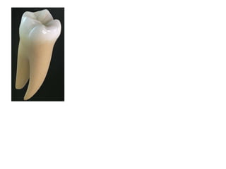 10 maxillary ( first , second , third ) molars . | PPTX