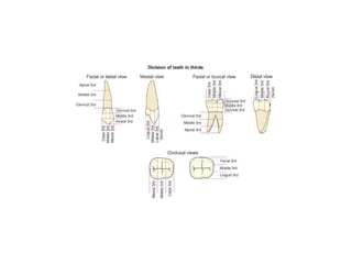 10 maxillary ( first , second , third ) molars . | PPTX