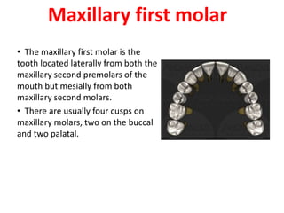 10 maxillary ( first , second , third ) molars . | PPTX