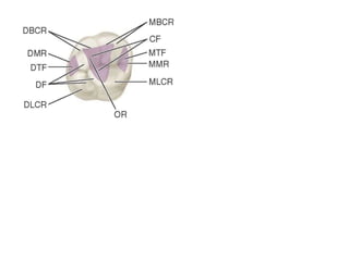 10 maxillary ( first , second , third ) molars . | PPTX