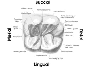 10 maxillary ( first , second , third ) molars . | PPTX