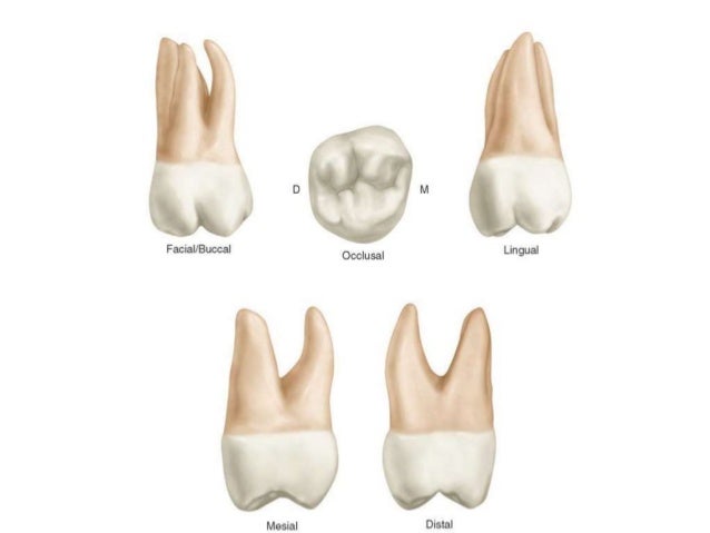 10 maxillary first second third molars maxillary second molar