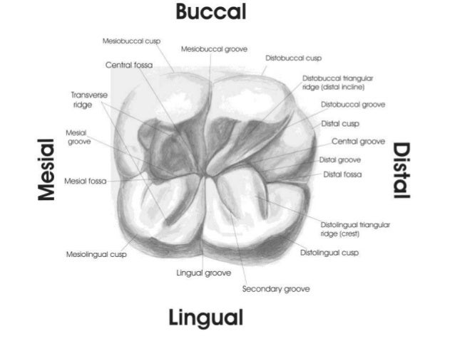 maxillary second molar 7 maxillary