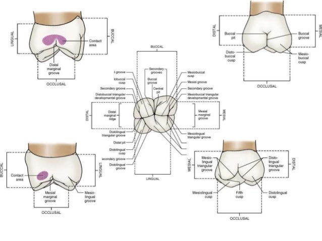 10 maxillary first second third molars maxillary second molar