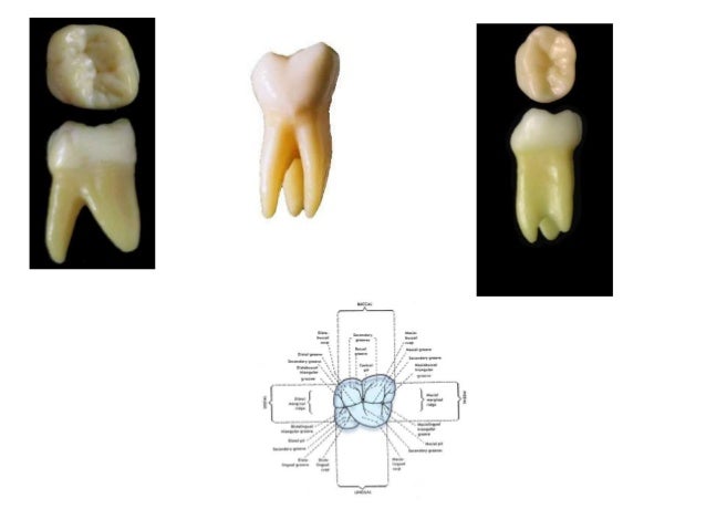 9 maxillary second molar