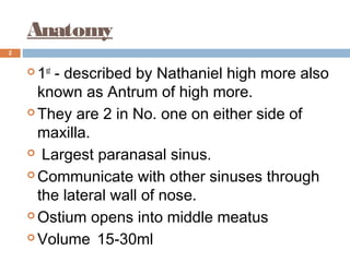 Anatomy
2
 1st
- described by Nathaniel high more also
known as Antrum of high more.
 They are 2 in No. one on either side of
maxilla.
  Largest paranasal sinus.
 Communicate with other sinuses through
the lateral wall of nose.
 Ostium opens into middle meatus
 Volume 15-30ml
 