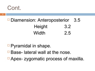 Cont.
3
 Diamension: Anteroposterior 3.5
Height 3.2
Width 2.5
 Pyramidal in shape.
 Base- lateral wall at the nose.
 Apex- zygomatic process of maxilla.
 