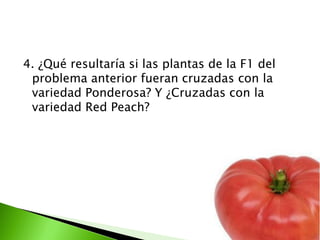 4. ¿Qué resultaría si las plantas de la F1 del
 problema anterior fueran cruzadas con la
 variedad Ponderosa? Y ¿Cruzadas con la
 variedad Red Peach?
 