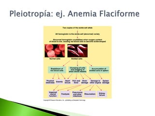 10. mendel y el concepto del gen